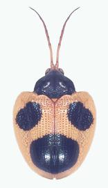   Spilophora  habitus. 